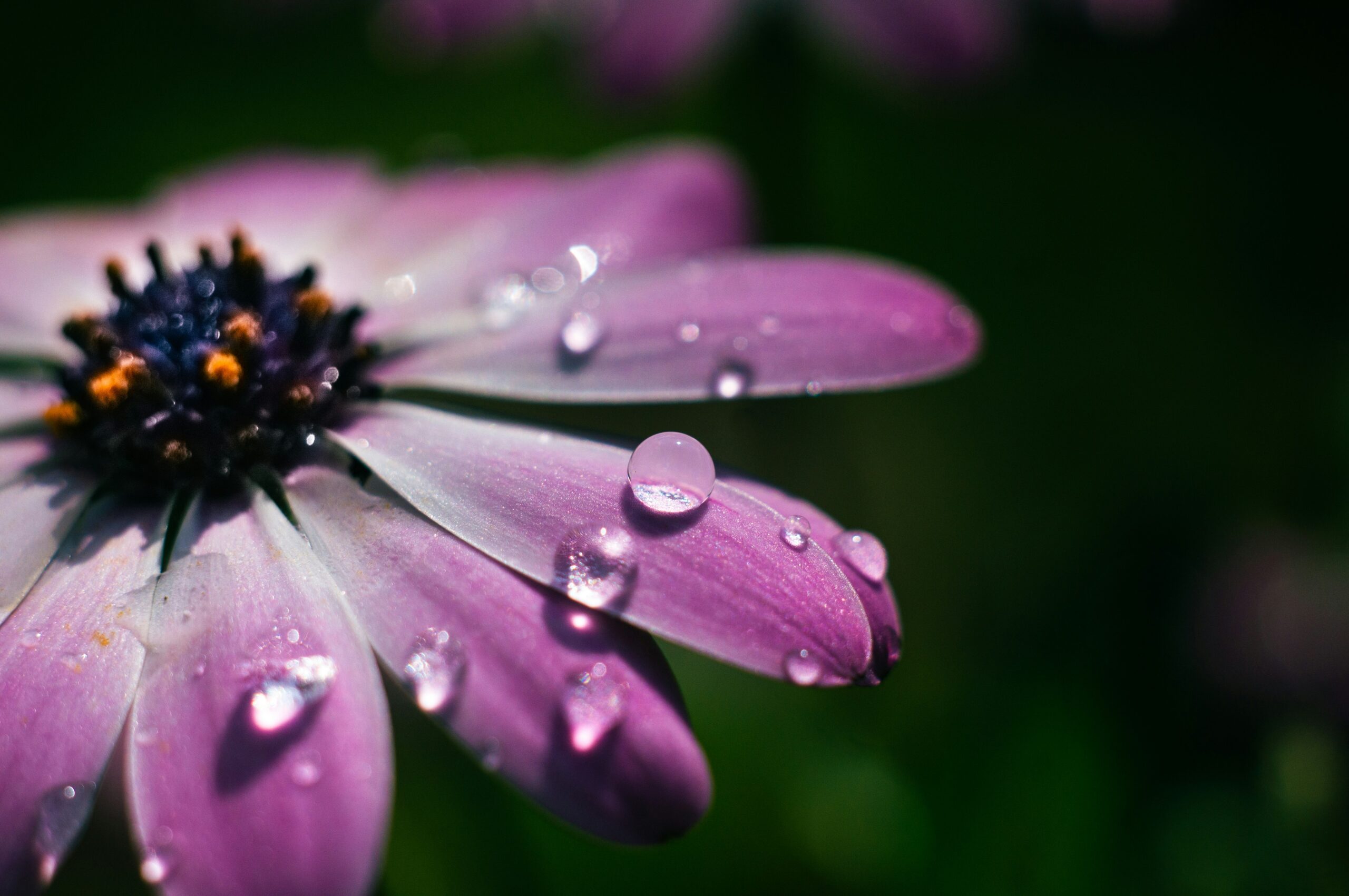 Flower droplet